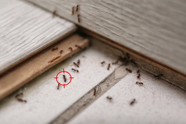 Best Local Pest Control Services  in Wheat Ridge, CO