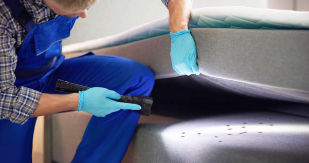 Best Affordable Pest Control Services  in Wheat Ridge, CO