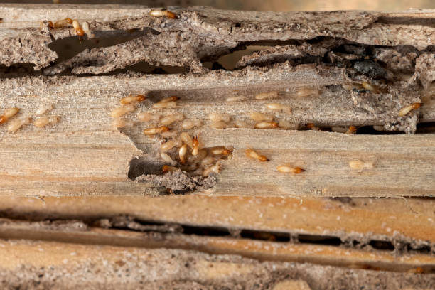 Wasp Removal Services in Wheat Ridge, CO