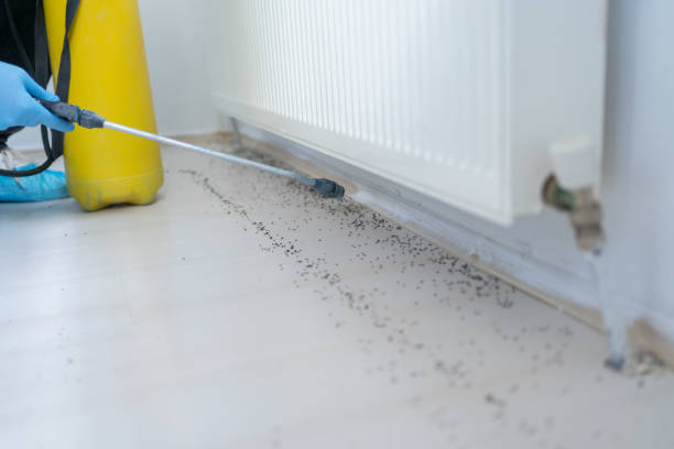 Best Pest Control Near Me  in Wheat Ridge, CO