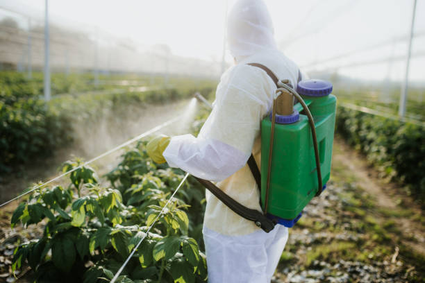 Best Local Pest Control Services  in Wheat Ridge, CO